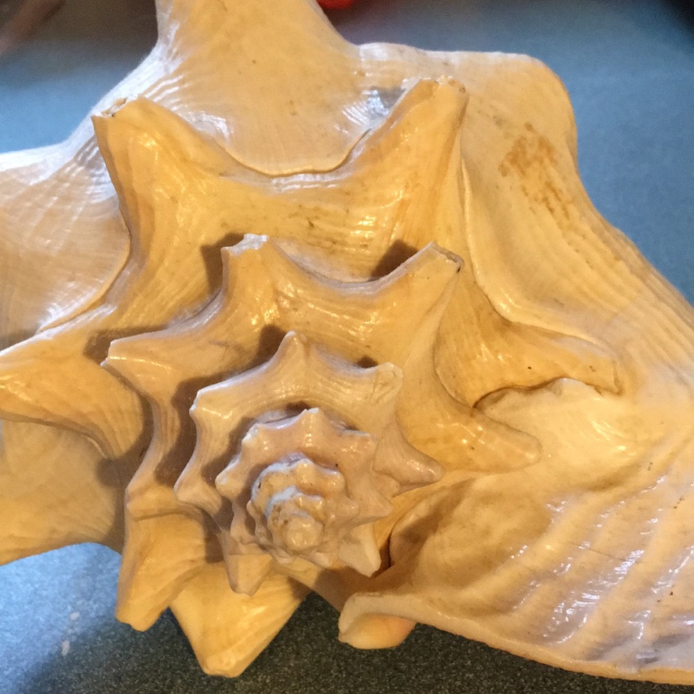 Seashell - Picture 2 of 8
